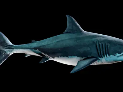 Great White Shark Low-poly 3D model