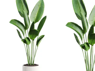 birds of paradise 3D model