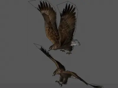 eagle two eagles in flight 3D model