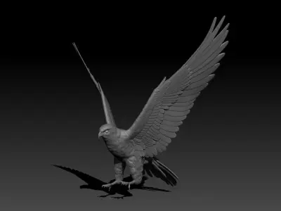 Accipiter gentilis 3D print model