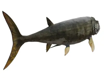 Xiphactinus 3D model