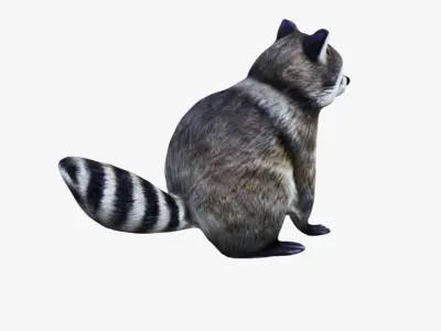 Raccoon Free 3D model