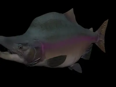 Pink Salmon 3D model