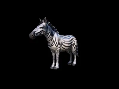  3d Mode The Zebra Is A Stunning Herbivore 3D model