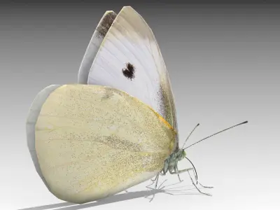 White butterfly Low-poly 3D model