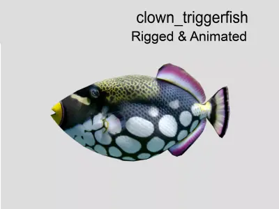 Clown Triggerfish Realistic Animated Low-poly 3D model