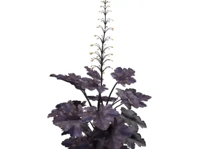 Coralbells Primo Black Pearl 3d model Low-poly 3D model