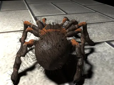 Realistic crawling tarantula 3D model