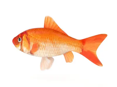 Gold Carp 3D model