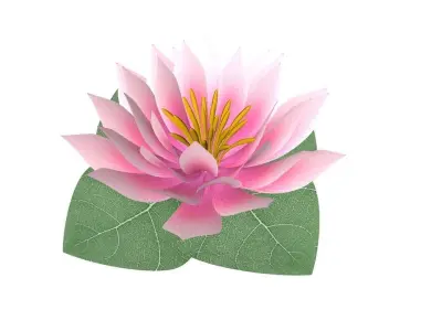 Water Lily Low-poly 3D model