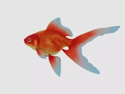 goldfish Low-poly 3D model