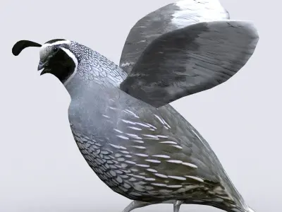 3DRT - Quail Low-poly 3D model