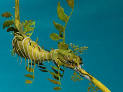 Leafy sea dragon rigged 3D model