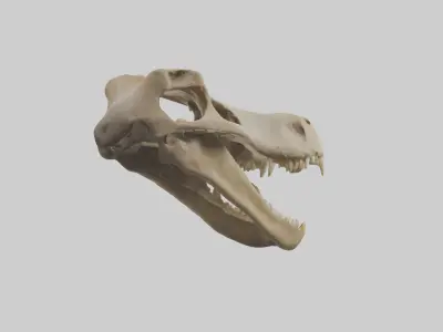 Kangaroo Jawbone Low-poly 3D model