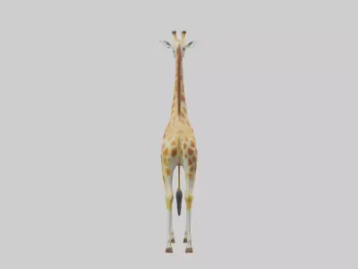 Giraffe grazing model Low-poly 3D model