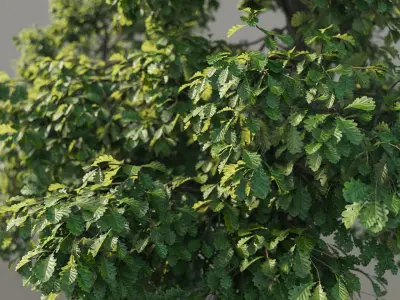 XfrogPlants Common Oak - Quercus Robur  3D model