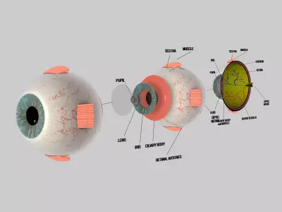 Human Eye Cross Section Eyeball 3D model
