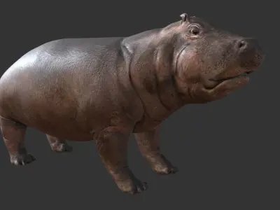 hippopotame hippopotamus Low-poly 3D model