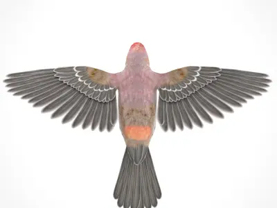 3D Bird Pack House Finch Male and Female Low-poly 3D model Low-poly 3D model