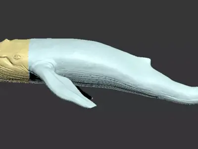 Blue Whale Ready to Print Free low-poly 3D model