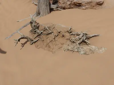 Namibian Desert Dry Vegetation Pack 12 3D model