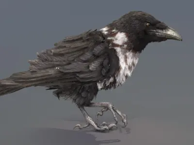Pied Crow 3D model