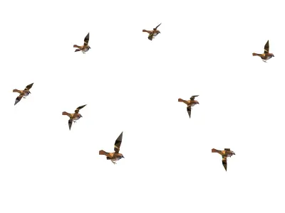 Animated Flock Sparrow Sirds lowpoly art style Low-poly 3D model