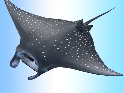 Manta Ray  Low-poly 3D model