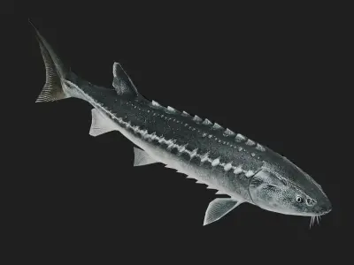 Sturgeon Low-poly 3D model