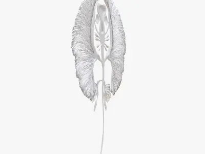 stingray fish bone Low-poly 3D model