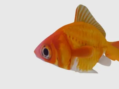 Animated And Rigged Goldfish Low-poly 3D model