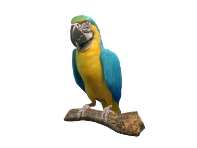Macaw Collection perched on branch 3D model