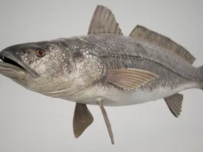 Tigertooth Fish 3D model