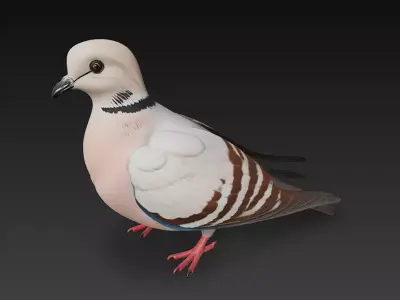 Dove Realistic 3D Model Basic - Low Poly Realistic Low-poly 3D model