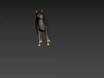 wolf model raccoon 3D model