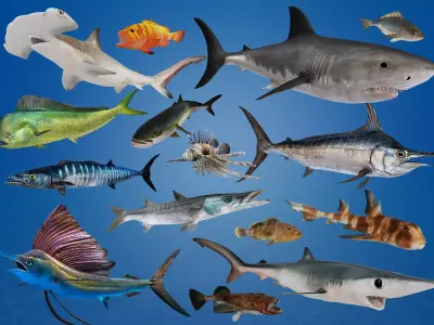 Predator Ocean Fish Collection 3D model