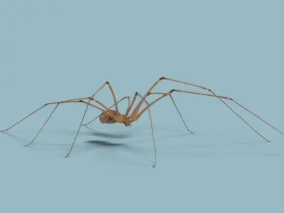 Spider Pholcus  Rigged VFX Grace 3D model