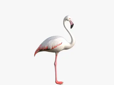 White Flamingo Low-poly 3D model