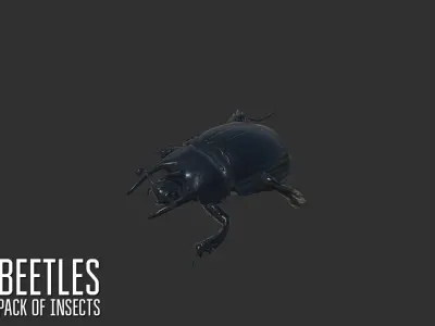 Beetles - pack of insects Low-poly 3D model