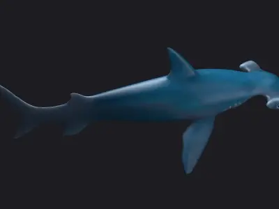 sea killers sea animals hammerhead hammer-head shark  3D model