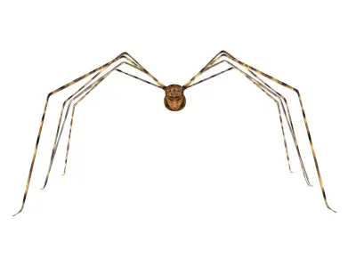 Daddy Longlegs Spider Low-poly 3D model