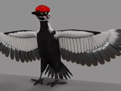 Pileated Woodpecker Animation and Rigging 3D model