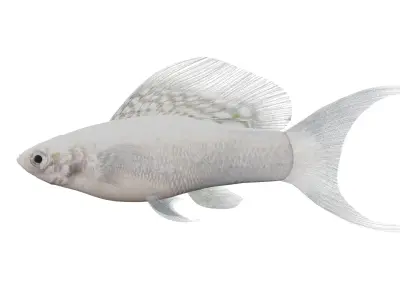 Molly Silver Lyretail Fish Low-poly 3D model