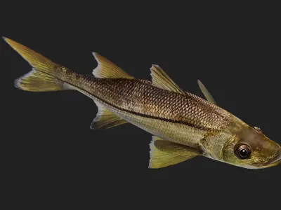 Snook Low-poly 3D model