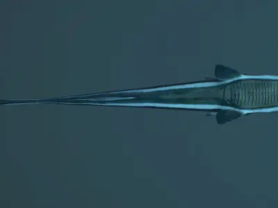 Remora Fish Low-poly 3D model