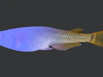 Rice Fish Animated 3D model