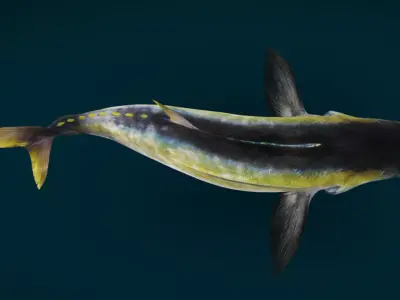 Realistic Yellowfin Tuna Animated 3D model