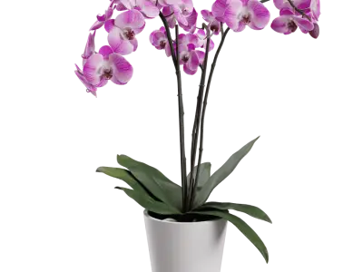  Orchid Plant Model, Pink 