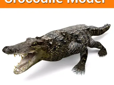 3D Model crocodile alligator  Low-poly 3D model