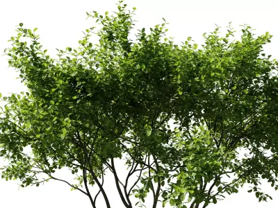 Indoor Plants Free 3D model purchase